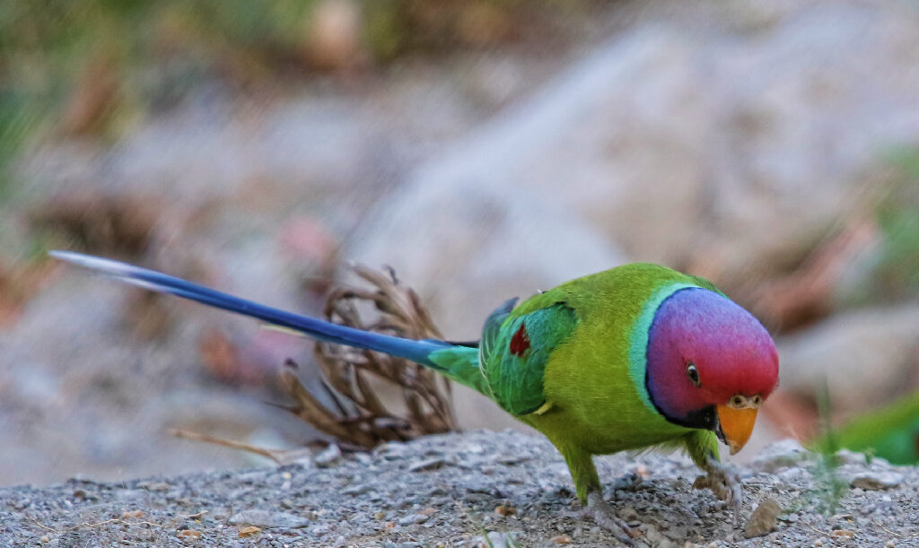Aranyam-Best-Birding-Destination-India6 ???????????????????????????????????????????????????????????????????????????????????????????????????????