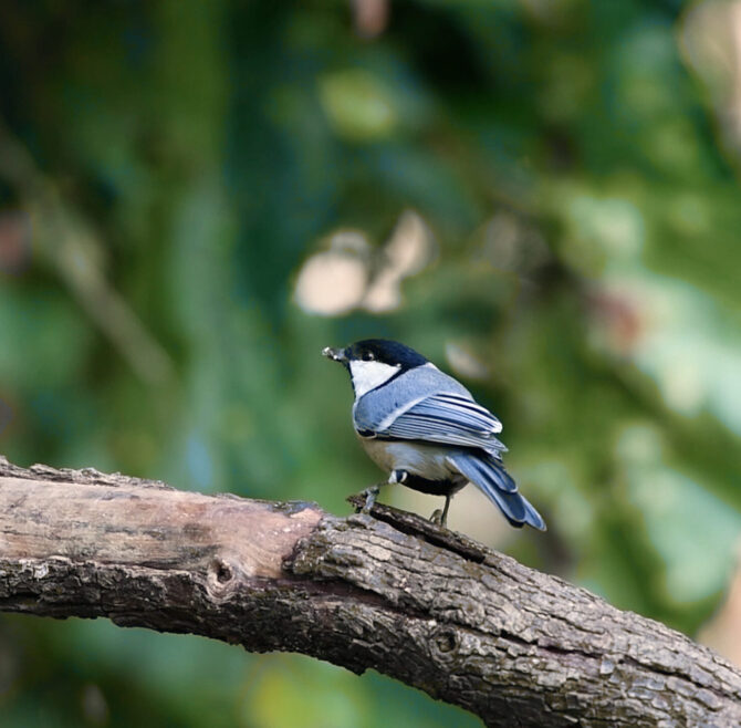 Image1_Best_Birding_BirdPhotography_India_Rishikesh1 Image1_Best_Birding_BirdPhotography_India_Rishikesh1