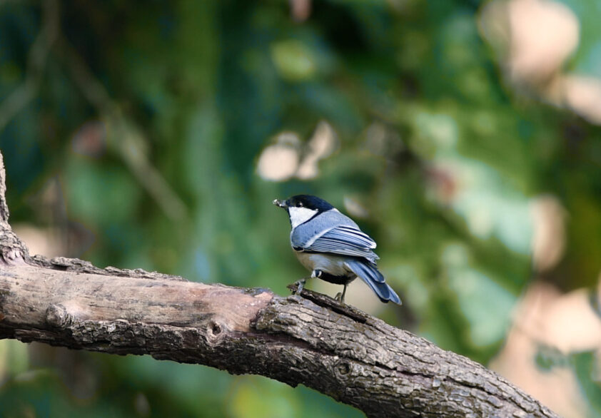 Image1_Best_Birding_BirdPhotography_India_Rishikesh1 Image1_Best_Birding_BirdPhotography_India_Rishikesh1