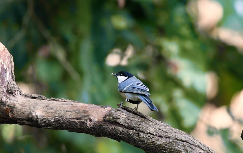 Image1_Best_Birding_BirdPhotography_India_Rishikesh1
