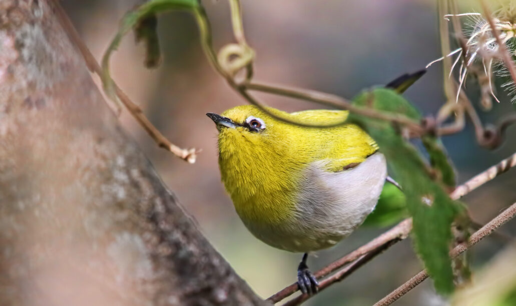 Oriential White Eye Oriential White Eye