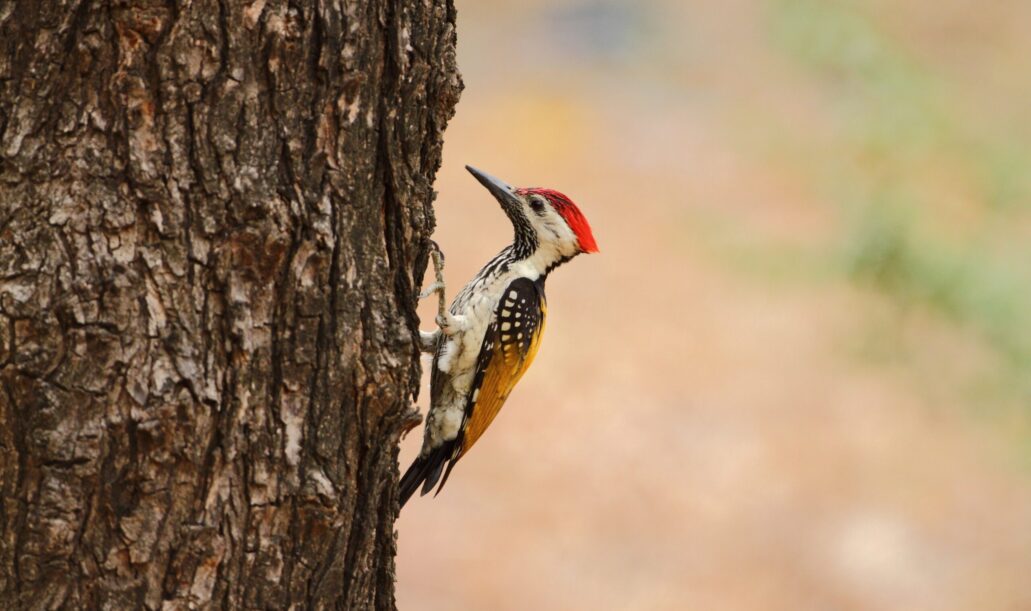 bird-photography-workshops9 bird-photography-workshops9