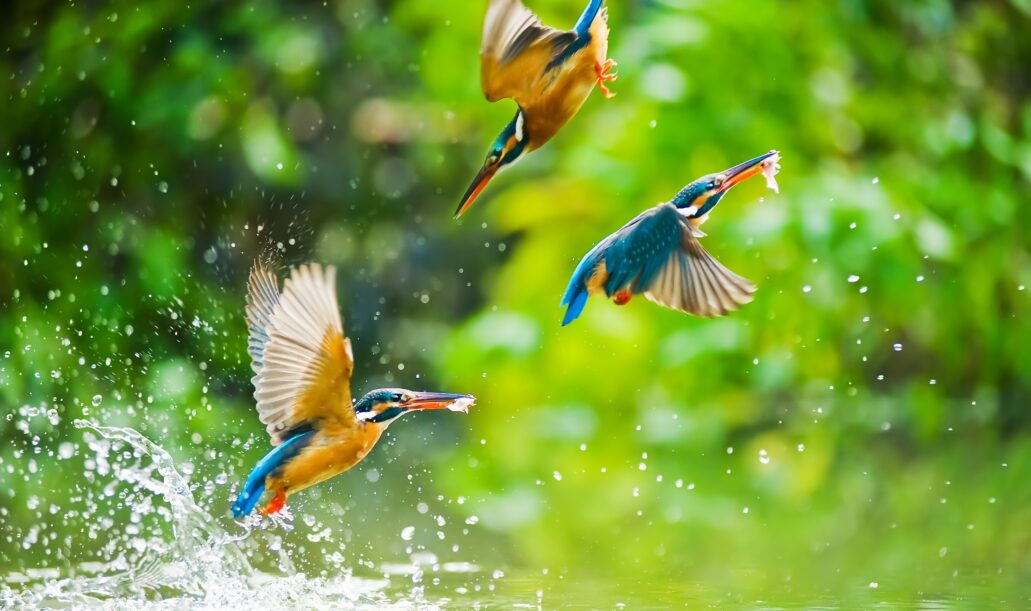 birding-birdwatching-india1 birding-birdwatching-india1