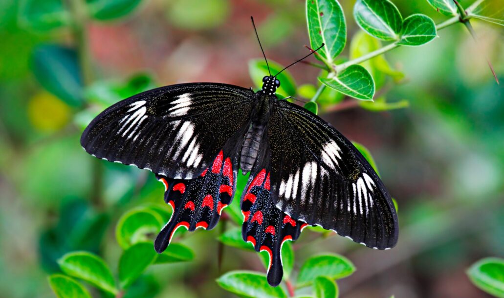 butterflies-photography-packages5 butterflies-photography-packages5