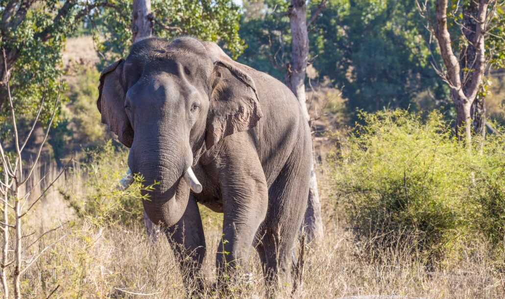elephant-jungle-safari2 elephant-jungle-safari2