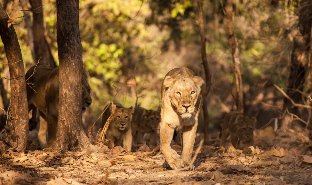 gir-lion-wildlife-packages6 gir-lion-wildlife-packages6