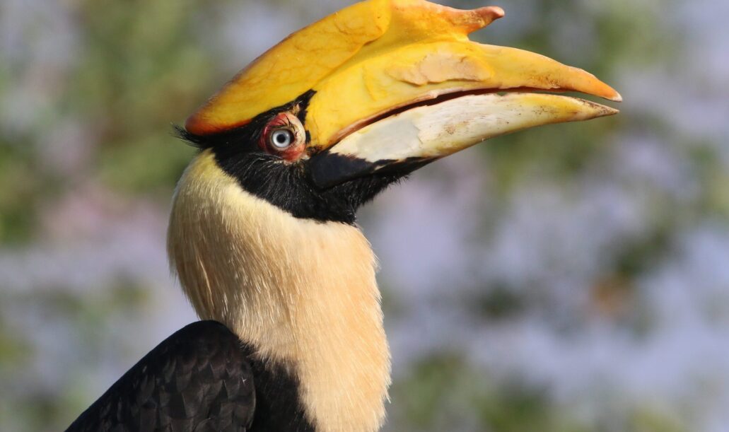 great-indian-hornbill1 great-indian-hornbill1