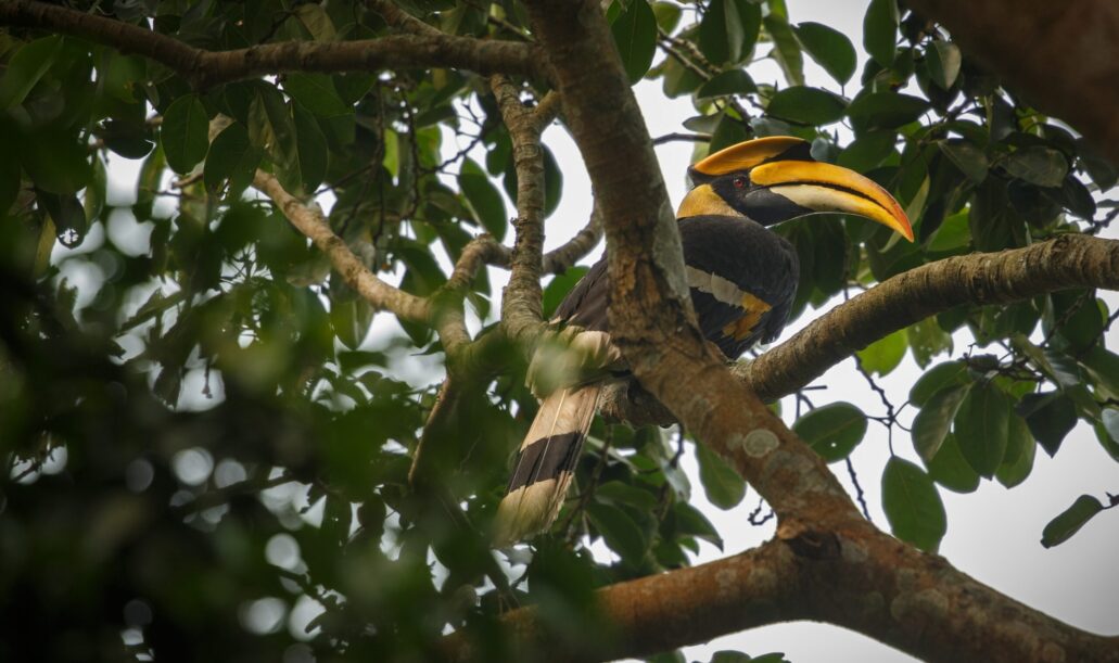 great-indian-hornbill2 great-indian-hornbill2