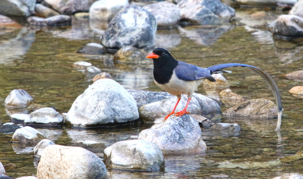 redbilledbluemagpie ???????????????????