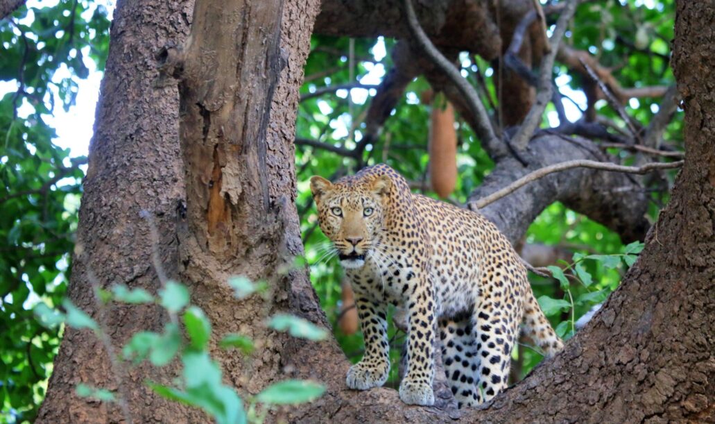 wildlife-safari-packages-india0 wildlife-safari-packages-india0