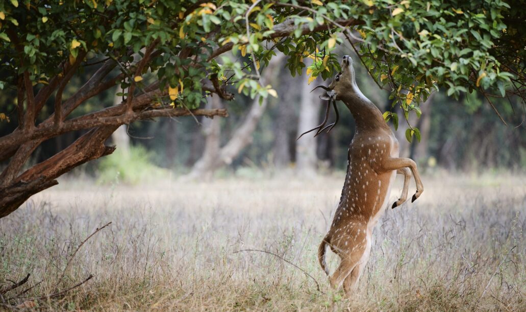 wildlife-safari-packages-india7 wildlife-safari-packages-india7